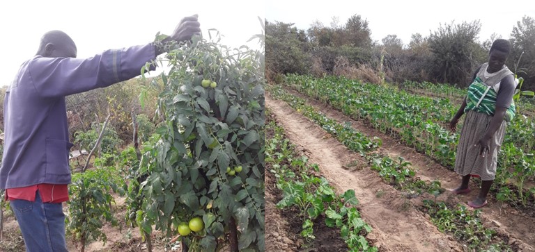 COVID-19: Smallholder Farmers Step into the Food Supply Gap